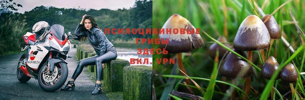 PSILOCYBIN Сафоново